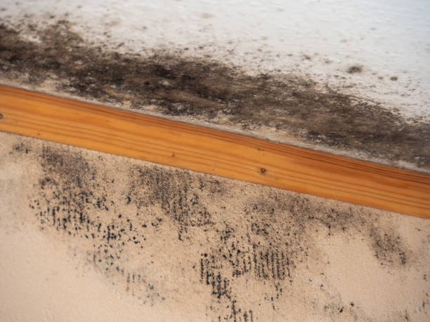 Best Attic Mold Removal  in Remgton, IN